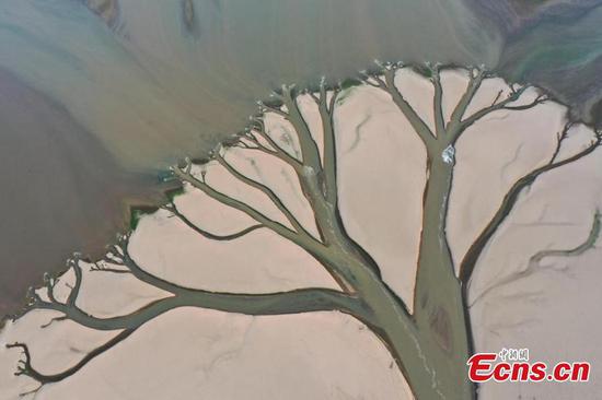 Aerial photos show a tidal-flat landscape in the shape of a tree in the Jinxian section of Poyang Lake in east China's Jiangxi Province, Aug. 23, 2022. (Photo/ China News Service)