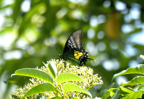 Golden Kaiser-hind butterfly spotted in Guangdong
