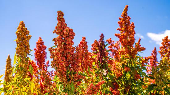Qinghai embraces bumper harvest of quinoa