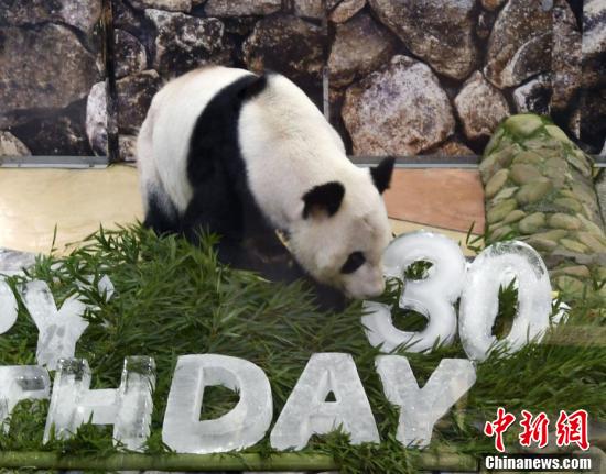 Giant panda celebrates 30th birthday in western Japan zoo