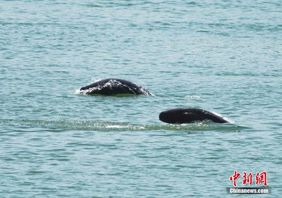 Two finless porpoises frolic in the Yangtze River. (Photo/VCG)
