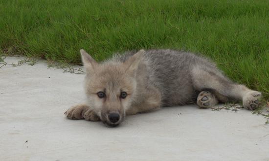 The world's first cloned wild arctic wolf - Maya - lies beside a lawn, as shown in a video released by the Beijing-based Sinogene Biotechnology Co on Monday marking the debut of the wolf 100 days after its birth in a Beijing lab. (Photo/Courtesy of Sinogene Biotechnology Co)