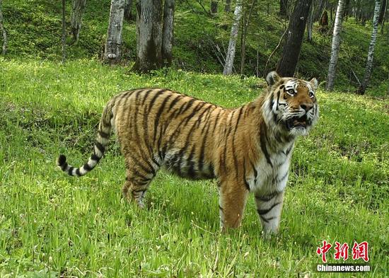 Photo shows a wild tiger captured by a camera at the Northeast Tiger and Leopard National Park. (Photo provided by the administration of the Northeast Tiger and Leopard National Park)