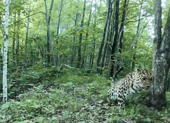 Boundary line of China's Northeast Tiger and Leopard National Park exceeds 4,000 km