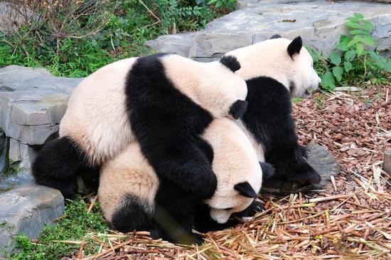 Giant panda research base in Chengdu reopens