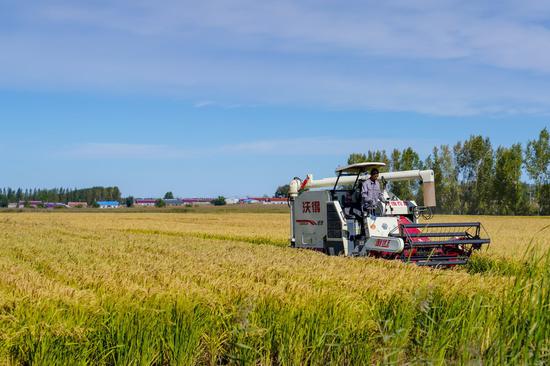 A farmer drives a piece of farming machinery to harvest rice at a family farm in Jiutai District of Changchun, northeast China's Jilin Province, Sept. 20, 2022. Autumn harvest has recently started at the rice-growing areas across the province. (Xinhua/Yan Linyun)