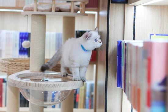 Xinhua Bookstore unveils first pet-themed bookstore in Beijing