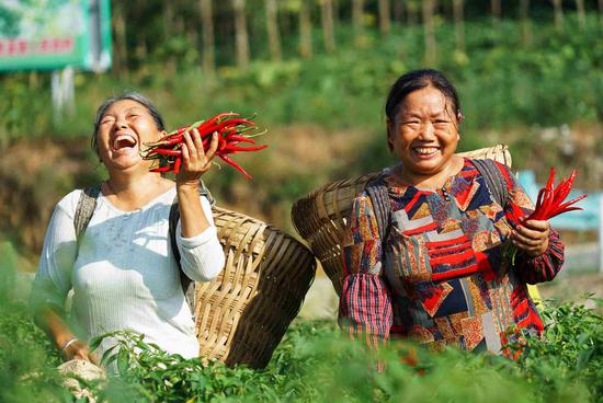 Farmers enjoy a light moment with chilis harvested in Zunyi, Guizhou province. (Photo provided to chinadaily.com.cn)