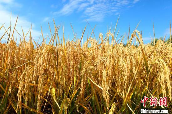 China's new rice varieties up 40% yields