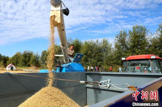 Photo shows the rice being threshed for weighing (Photo: China News Service)