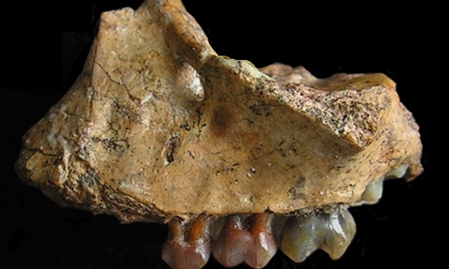 Earliest gibbon fossils found in southwest China