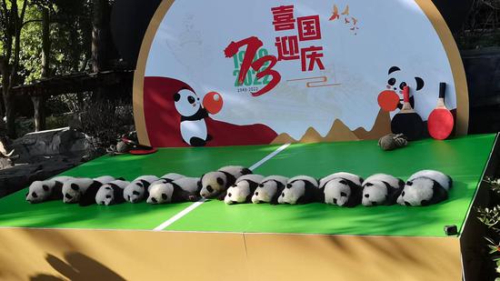 13 panda cubs make debut in Sichuan