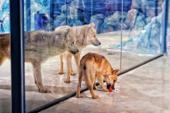 World's first cloned arctic wolf meets public in Harbin