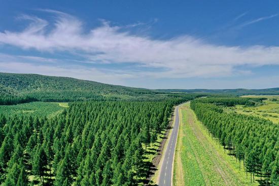 Aerial photo taken on Aug 23, 2021 shows the scenery of Saihanba forest farm in North China's Hebei province. (Photo/Xinhua)