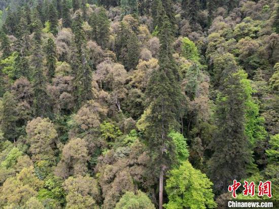 China's tallest tree with a height of 83.4 meters is found in Zayu County, Tibet Autonomous Region. (Photo/China News Service)