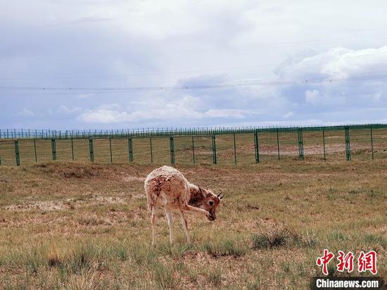 Photo shows a Tibetan antelop in the Hoh Xil national nature reserve in Qinghai Province. (Photo/China News Service)