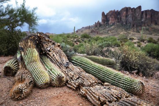200-year-old cactus collapses in Arizona desert