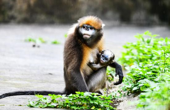 A Guizhou snub-nosed monkey is seen with a cub in a wildlife rescue center of Fanjingshan National Nature Reserve in southwest China's Guizhou Province, June 16, 2022. (Xinhua/Yang Wenbin)
