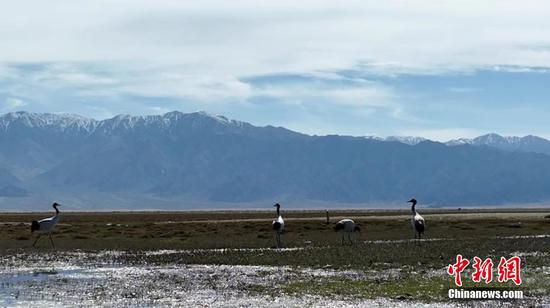 Black-necked cranes spotted in Qaidam Basin