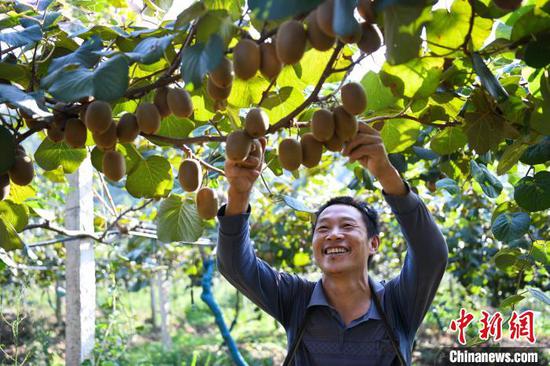 A farmer harvests kiwi fruit in Changning, Hunan province. (Photo/China News Service)