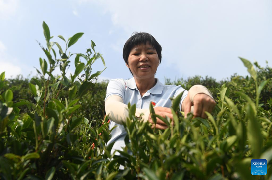 Zhu Xuelan picks tea leaves in Shanping, a Yao ethnic village in Liubao, south China's Guangxi Zhuang Autonomous Region, Sept. 22, 2022. (Photo: Xinhua/Lu Boan)