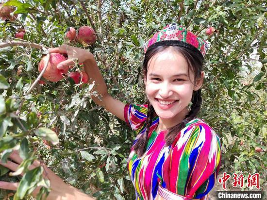 Villagers are picking pomegranates in Qira County. (Photo/China News Service)