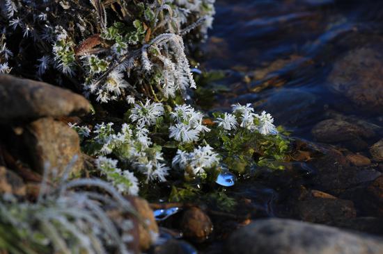 Frost flowers 'bloom' in N China's forest