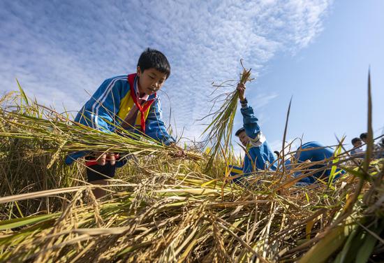 Primary school students experience rice harvest