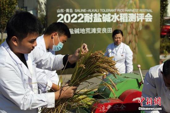 A saline-alkali tolerant rice harvest festival was held in Qingdao, east China’s Shandong province, on Oct.11. (Photo/China News Service)