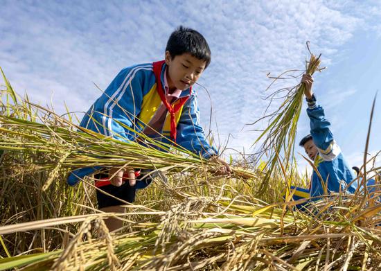 Primary school students harvest rice in a village in Xinyu, Jiangxi province, on Tuesday. (ZHAO CHUNLIANG/FOR CHINA DAILY)