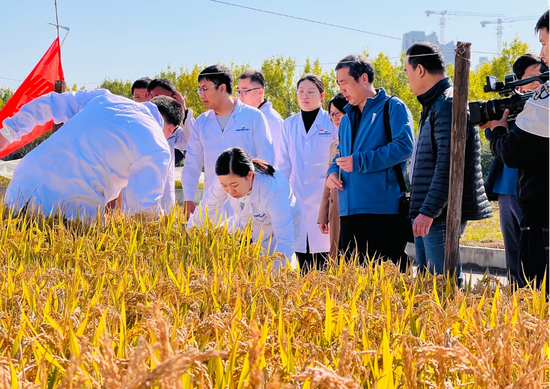 The Qingdao Saline-Alkali Tolerant Rice Research and Development Center organized experts to test output of saline-alkali tolerant rice on Tuesday. (Photo/Courtesy of the Qingdao Saline-Alkali Tolerant Rice Research and Development Center)