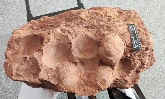80 million year old fossilized dinosaur eggs dating back to the early and mid-Late Cretaceous period found in East China's Jiangxi Province. (Photo/Xinhua)
