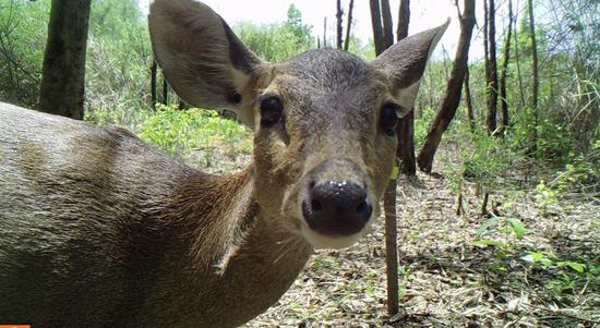 A hog deer is captured by a camera trap in the Prek Prasob Wildlife Sanctuary in Kratie, Cambodia in January 2022.(MoE/WWF/Handout via Xinhua)