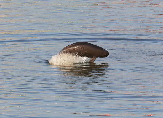 Finless porpoises appear in Yangtze River