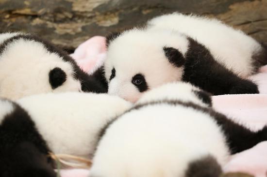 Panda cubs enjoy sunshine at research base