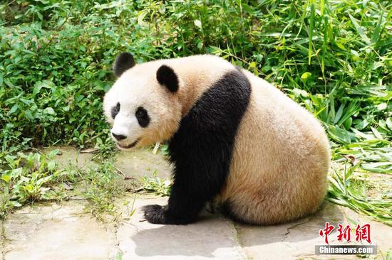 Two giant pandas head for Qatar