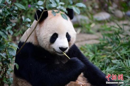 Panda pair land in new home in Qatar