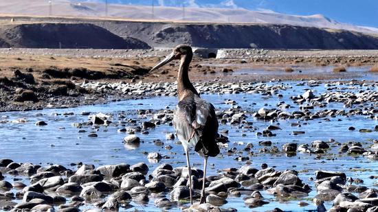 Black stork captured in Qilian Mountain National Park