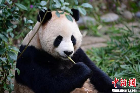 Two giant pandas leave China for Qatar as part of protection, research cooperation