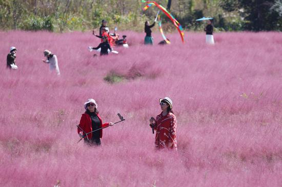 Field of pink muhly grass attracts visitors to Nanjing