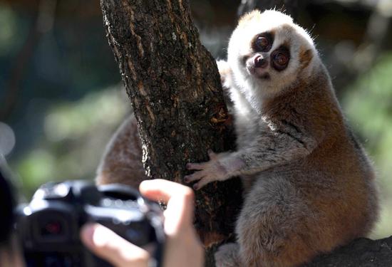 Chinese researchers cast more light on globally threatened primates
