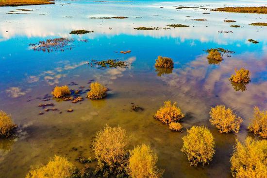 Fall adds charm to wetland in Xinjiang