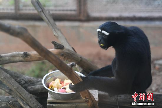 Activities held to welcome International Gibbon Day in Guangzhou