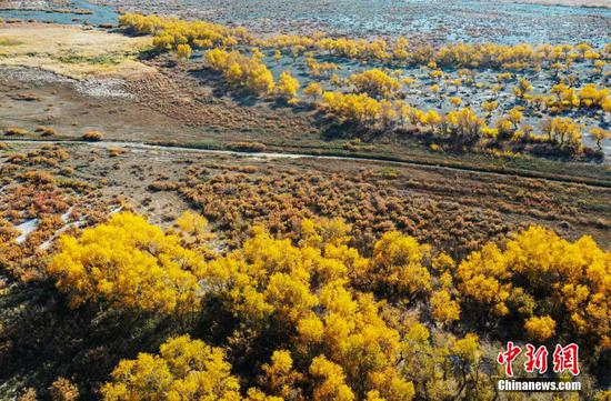 Golden oasis of desert poplar trees along Ebi Lake in Xinjiang