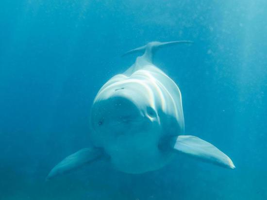 Second generation finless porpoise named Han Bao