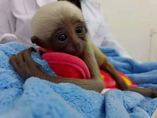 Gibbon baby celebrates 1st birthday
