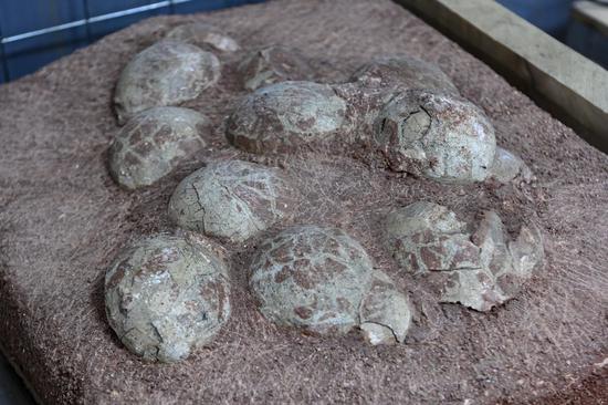 Over 20,000 dinosaur egg fossils collected at Heyuan Dinosaur Museum