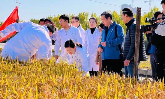The Qingdao Saline-Alkali Tolerant Rice Research and Development Center organized experts to test output of saline-alkali tolerant rice on Tuesday. (Photo/Courtesy of the Qingdao Saline-Alkali Tolerant Rice Research and Development Center)