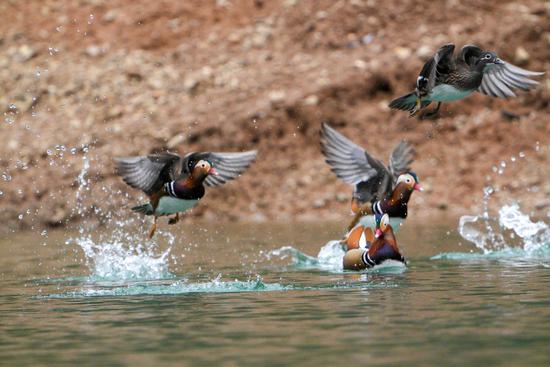 Mandarin ducks enjoy winter in Guizhou