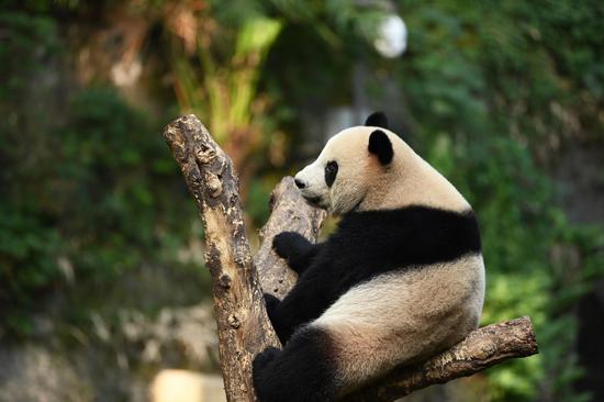 Giant pandas have fun at Chongqing Zoo